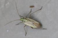 Stenotus binotatus