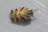 Tachycixius venustulus