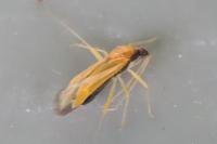 Phylus melanocephalus