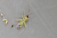 Campyloneura virgula