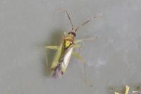 Campyloneura virgula