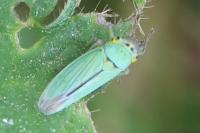 Cicadella viridis