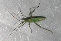 Megaloceroea recticornis