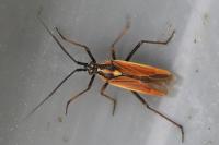 Leptopterna dolabrata