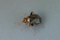 Halticus luteicollis