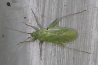 Orthotylus