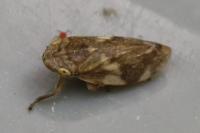 Philaenus spumarius