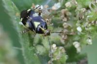 Liocoris tripustulatus