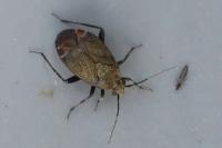 Polymerus nigrita