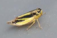 Evacanthus interruptus