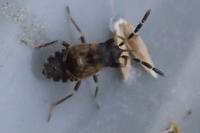 Scolopostethus