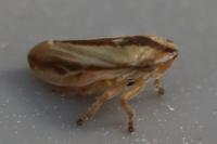Philaenus spumarius