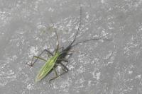 Megaloceroea recticornis
