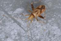 Phytocoris