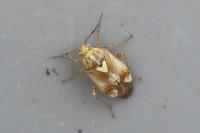 Lygus pratensis