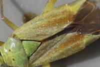 Closterotomus norwegicus