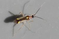 Campyloneura virgula