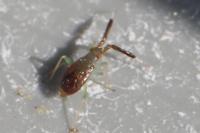 Heterotoma planicornis