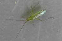 Blepharidopterus angulatus