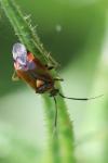 Deraeocoris ruber