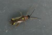 Campyloneura virgula