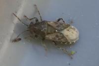 Heterogaster urticae