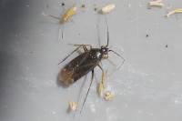 Plagiognathus arbustorum