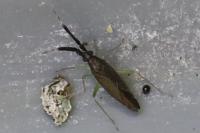 Heterotoma planicornis