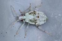 Deraeocoris lutescens