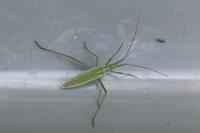 Megaloceroea recticornis