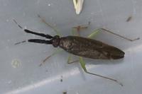 Heterotoma planicornis