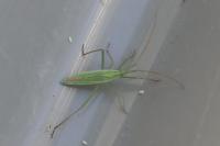 Megaloceroea recticornis