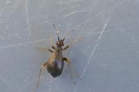 Orthonotus rufifrons