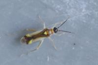 Campyloneura virgula