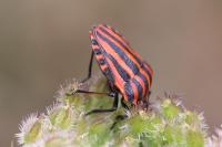 Graphosoma italicum