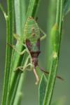Gonocerus acuteangulatus