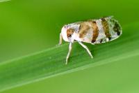 Tachycixius venustulus