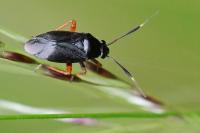 Capsus ater