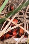 Pyrrhocoris apterus