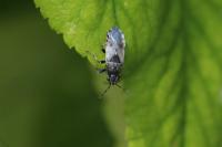 Heterogaster cathariae