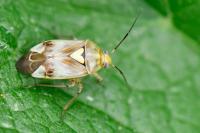 Lygus pratensis