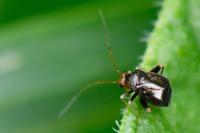 Halticus luteicollis