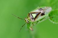 Orthops campestris