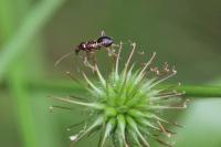 Himacerus mirmicoides
