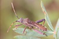 Camptopus lateralis