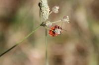 Graphosoma italicum