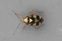 Liocoris tripustulatus
