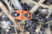 Melanocoryphus albomaculatus