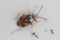 Deraeocoris ruber