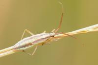 Leptopterna ferrugata